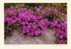 flower9.gif (168770 bytes)